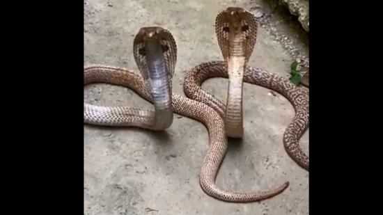 Video: Cobra couple chills in pleasant weather at Patna
