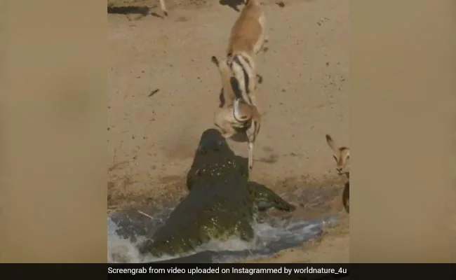 Viral Video: Crocodile hiding in natural pond suddenly pounces on deer