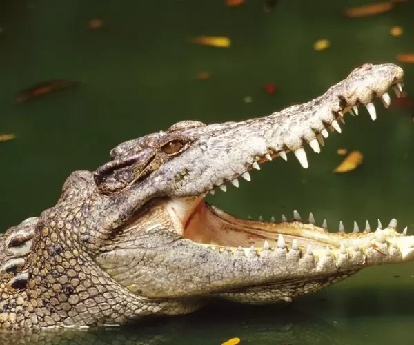 60-year-old brave Australian fights off fierce crocodile with just a pocket knife