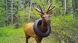 Big deer in wildlife park finally freed of car tyre around its neck after two years