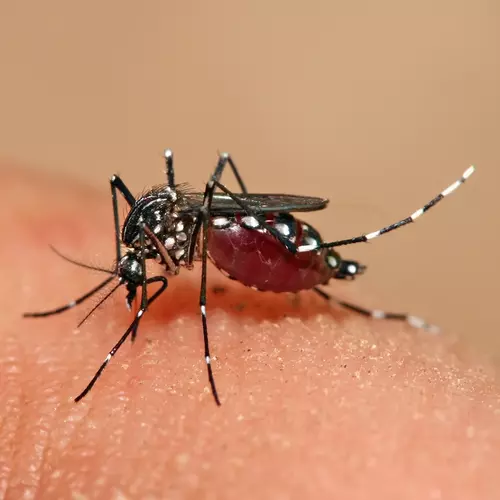 Centre rushes medical teams to Kerala, Tamil Nadu & 6 northern states as Dengue is on the rise