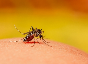 Indonesia breeding ‘good mosquitoes’ to fight dengue