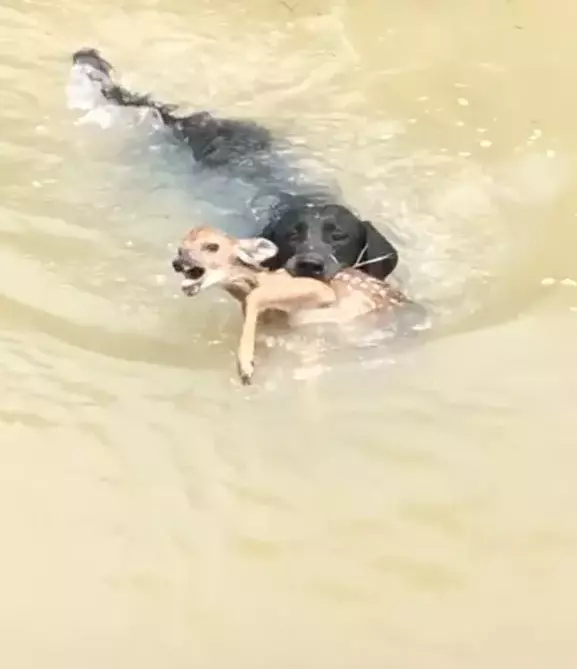 Pet dog saves baby deer from drowning in fast flowing river