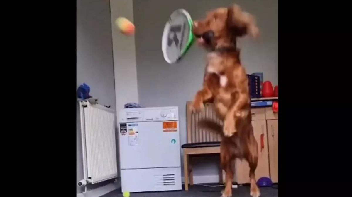 Watch: Amazing Dog playing tennis!