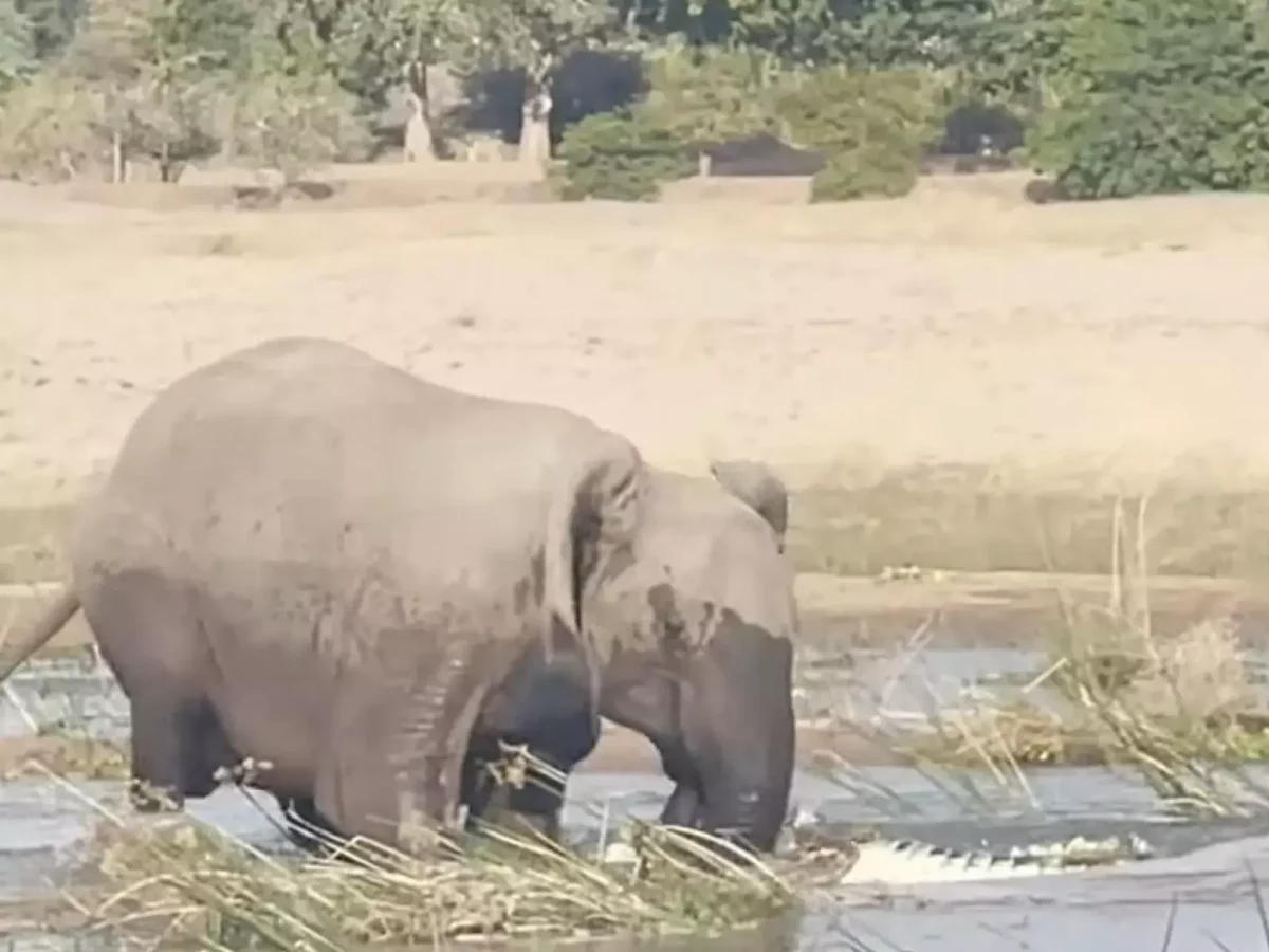 Video: Wildlife clash between elephant and crocodile