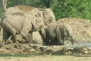 WATCH: Herd of wild elephants having fun at a waterhole in Rajaji Tiger Reserve