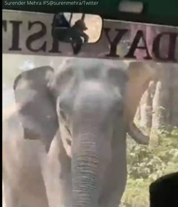 WATCH: Brave bus driver steers tourists to safety as wild elephant charges in fit of rage at Jim Corbett Park