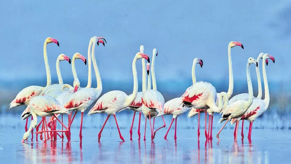 Viral video: Majestic flamingos flock to Kodiakarai in Tamil Nadu