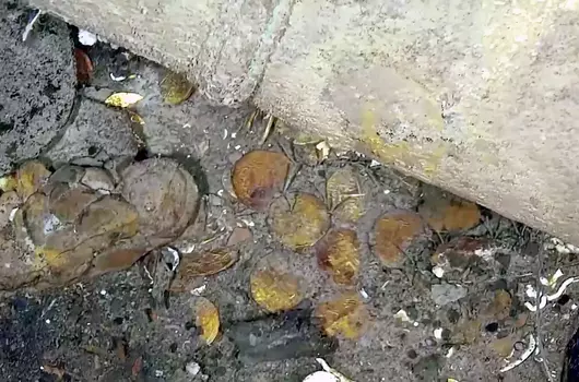 Gold coins found on sea floor amid wreckage of ship that was sunk over 300 years ago