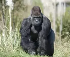 Several gorillas in US Zoo down with COVID-19