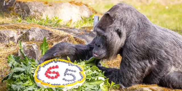 World’s oldest gorilla celebrates 65th birthday in style!
