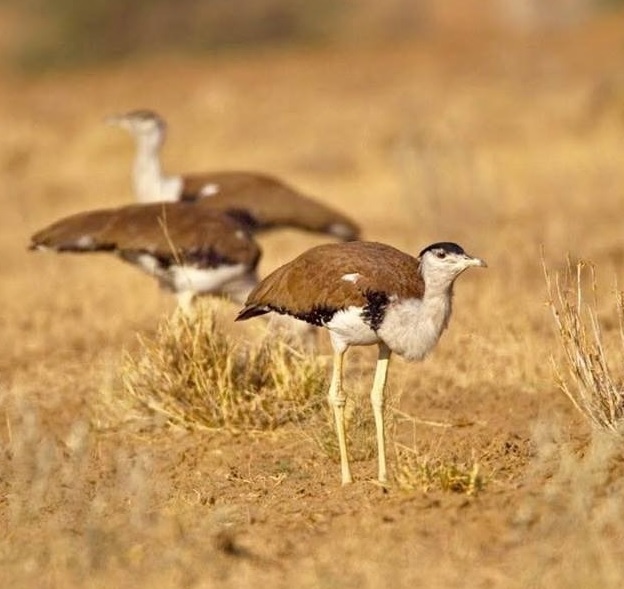 SC comes to the rescue of Great Indian Bustard