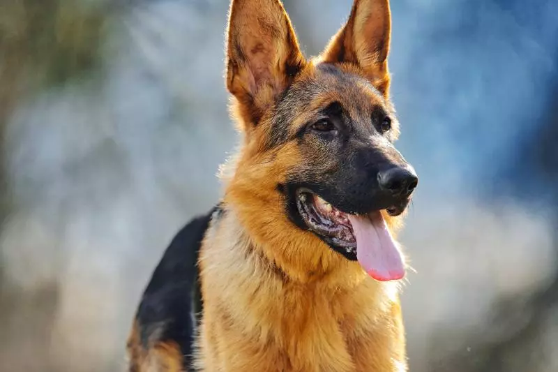 Pet dog helps Kolkata family to pin down armed thief