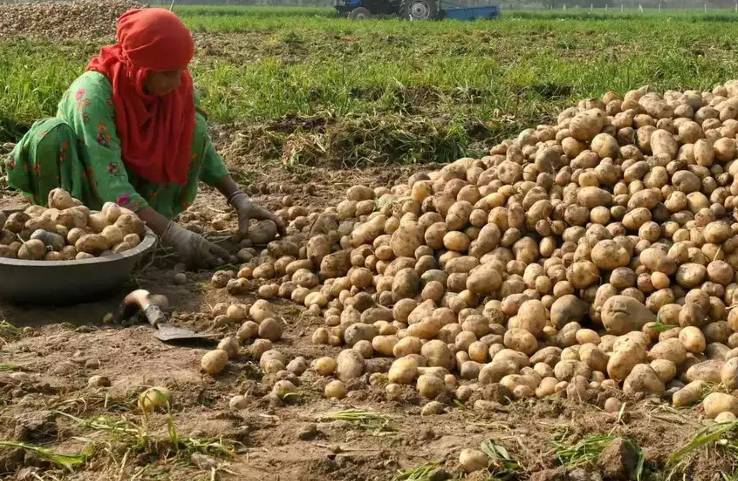 Kashmir Valley could become a leading potato seed producer