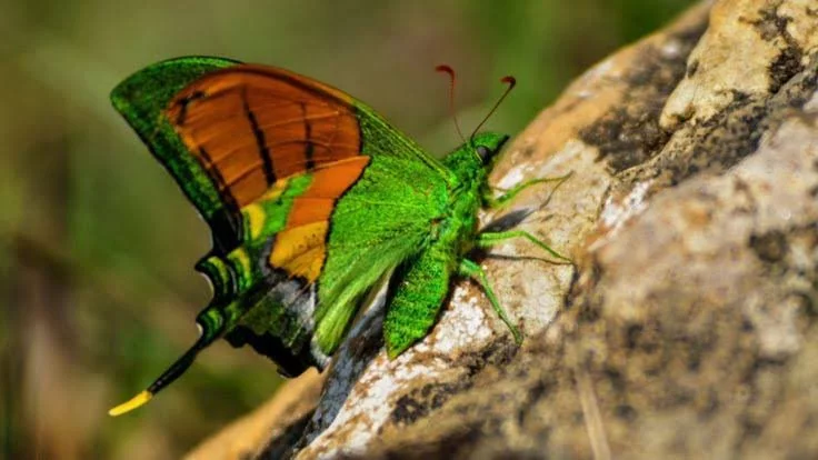 Arunachal Pradesh declares magnificent Kaiser-i-Hind as state butterfly