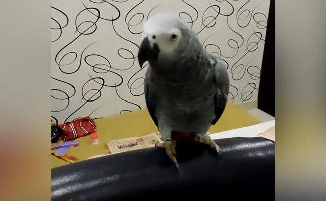 Man finds missing pet parrot, gets Rs 85,000 reward from owners in Karnataka