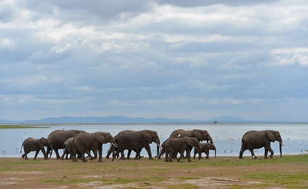 After 96 per cent decline in poaching, Kenya’s elephant population increases gradually