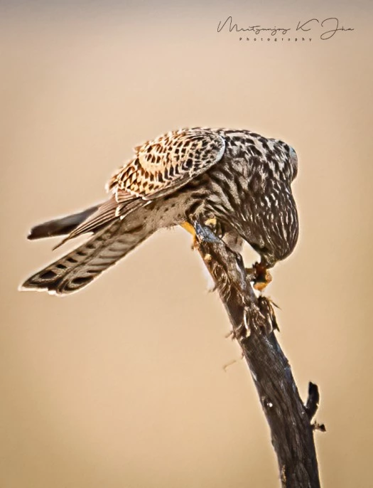 With eyes that can follow utra-violet trails, the Common Kestrel is a precision hunter