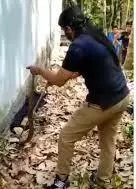 Video: Brave woman forest official captures venomous Cobra in Kerala’s Thiruvananthapuram district