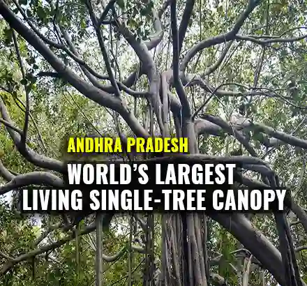 Thimmamma Marrimanu | World’s Largest Single Canopy Tree In Andhra Pradesh | Incredible India