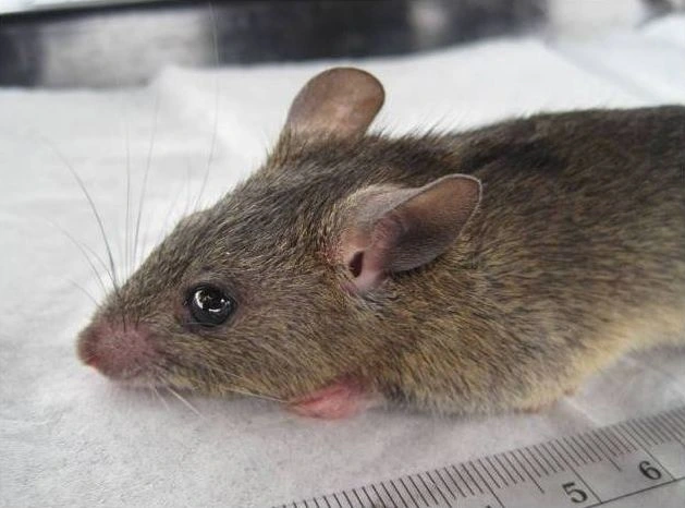 After Covid, UK health authorities battle Lassa fever caused by rats