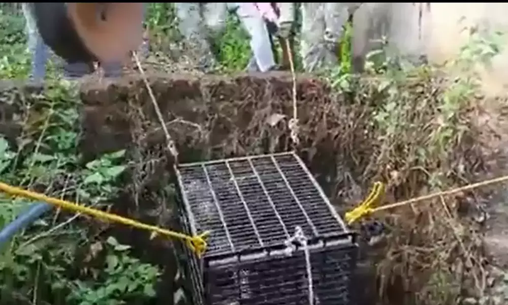 WATCH: Forest Dept. officials rescue leopard from deep well in Maharashtra village