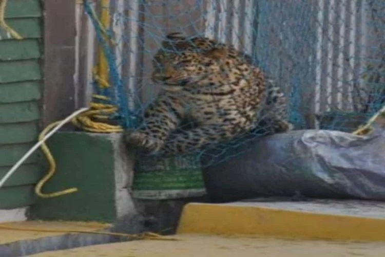 Video: Leopard enters house in Meerut then breaks through Forest Dept. net set up to capture him