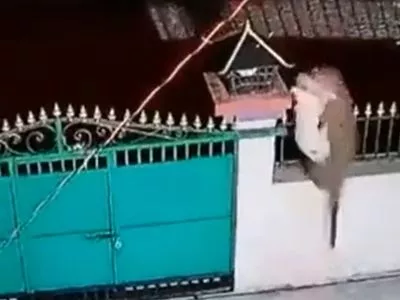 Viral Video: Leopard jumps over house gate and attacks pet dog