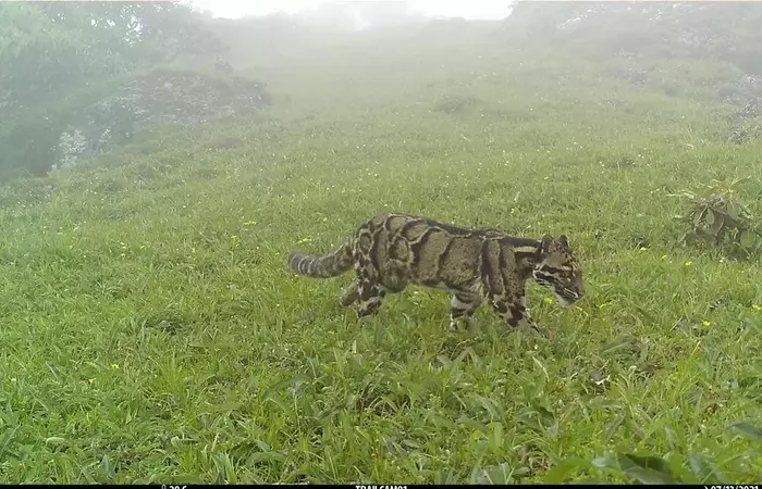 In a first, clouded leopard spotted at high altitude area in Nagaland