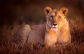 Lioness kills Zoo keeper and escapes with her mate