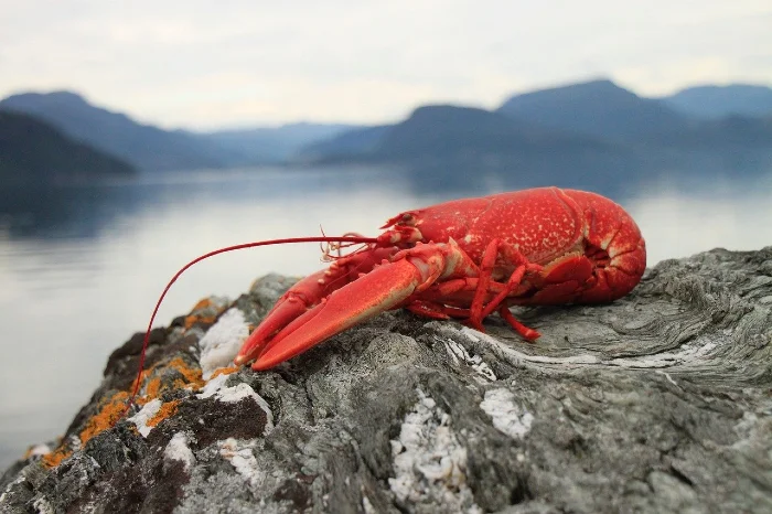 Lobsters, octopus and crabs recognised as sentient beings
