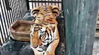 Tigress that killed 21 humans captured and put in ‘jail’ at Lucknow Zoo