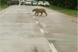 Video: Tiger calmly walks across highway in Maharashtra as police halt traffic to provide safe corridor