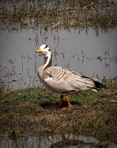 Bar-headed Geese: India’s winter guests come flying over Mt Everest