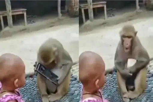 Viral Video: Baby girl versus monkey in cute fight over smartphone
