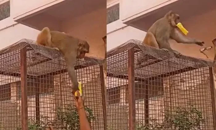 Viral video: Monkey strikes hard bargain with human