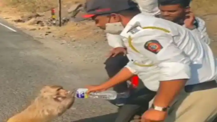 Viral Video: Monkey from nearby forest drinks water offered by Maharashtra traffic cop