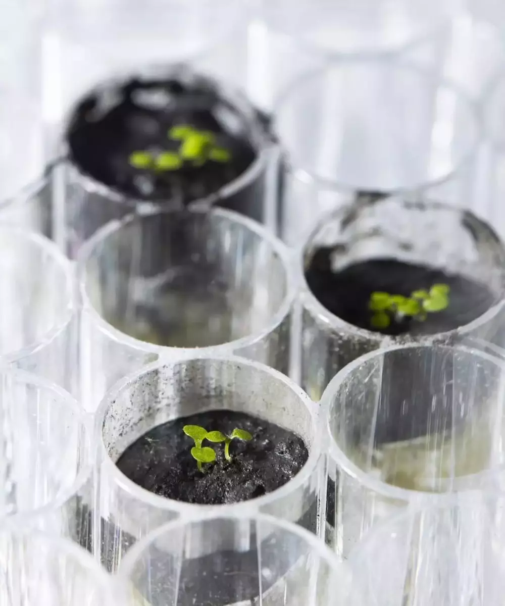 In a first, NASA scientists grow plants on soil brought back from the Moon!