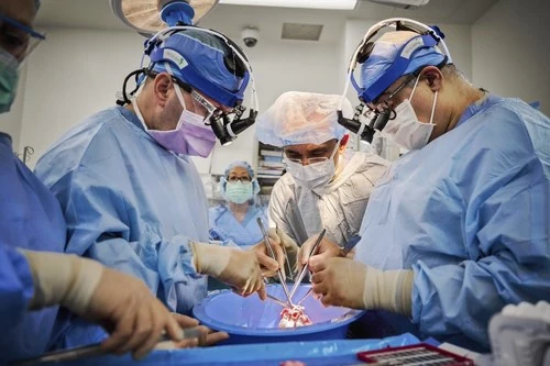 US docs successfully transplant pig hearts in two brain-dead humans in major breakthrough