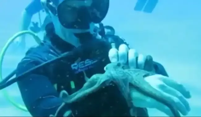 WATCH: A deep sea diver plays with an Octopus