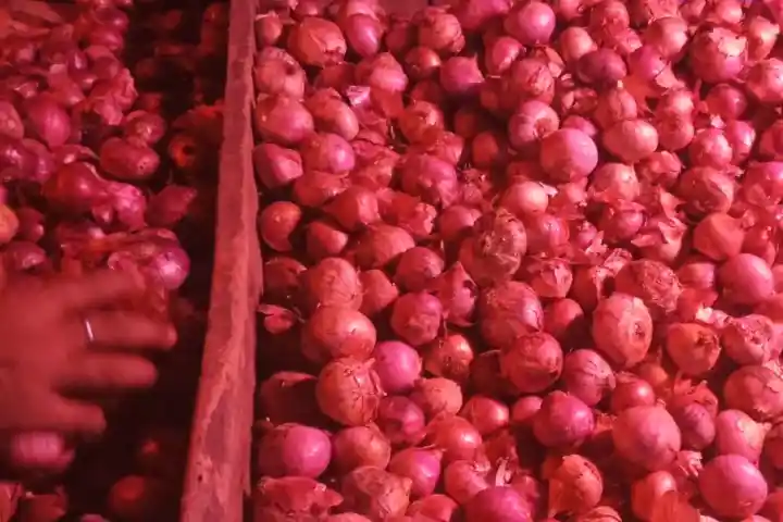 Onion farmers worried over a possible export ban as prices rise