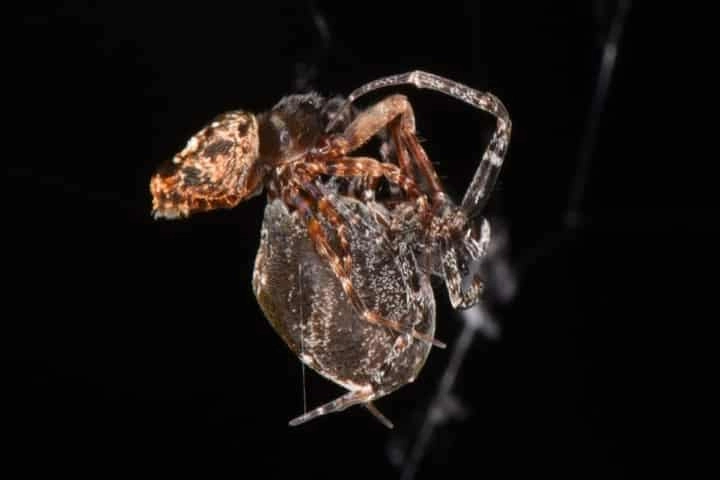 Male spiders use novel method to escape sure death after mating!