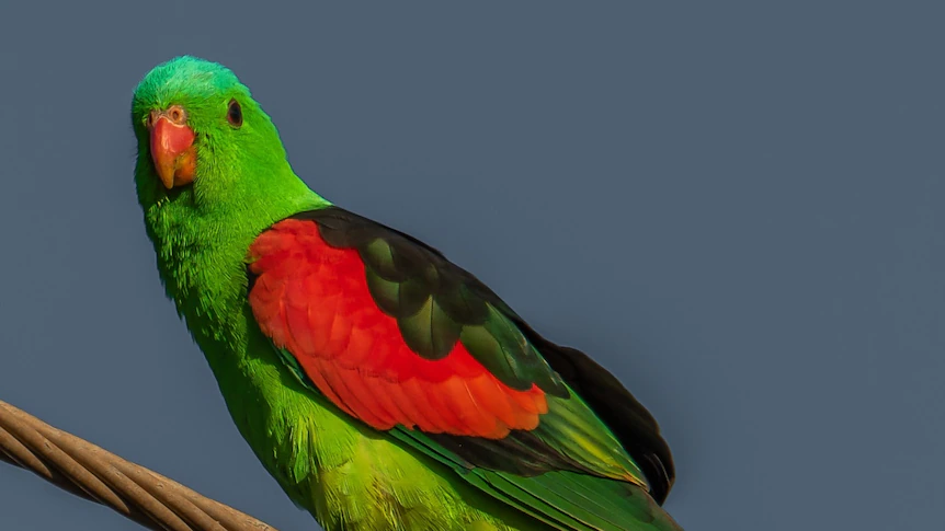 Drunk parrots pose problem in Australia
