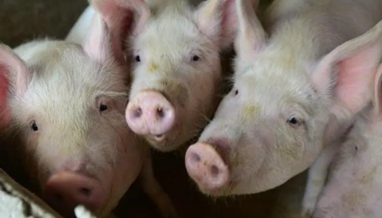 African swine flu breaks out in Tripura