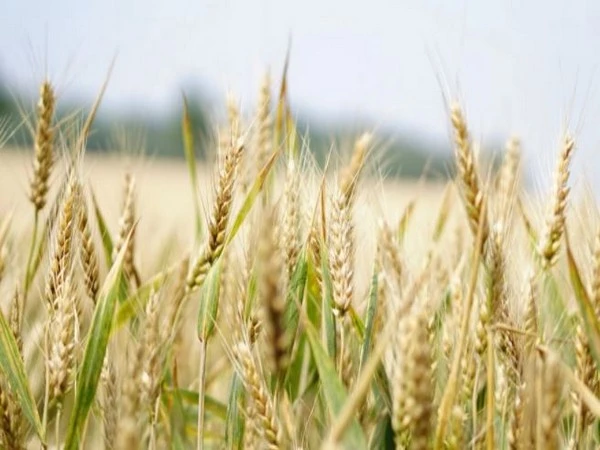 Ukraine crisis fallout: Demand for Punjab wheat rises as exporters make beeline to state