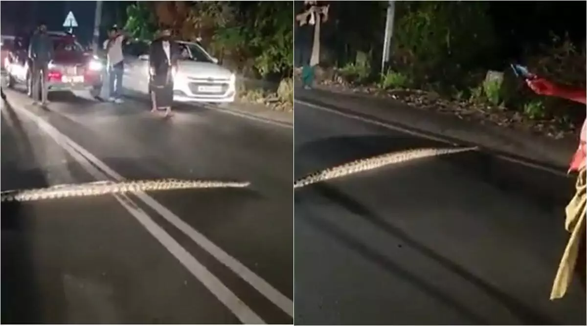 Video: Python brings traffic to a halt on busy road in Kochi