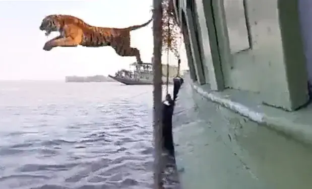 Awesome Video: Royal Bengal Tiger takes huge leap off boat & swims across to Sundarbans!
