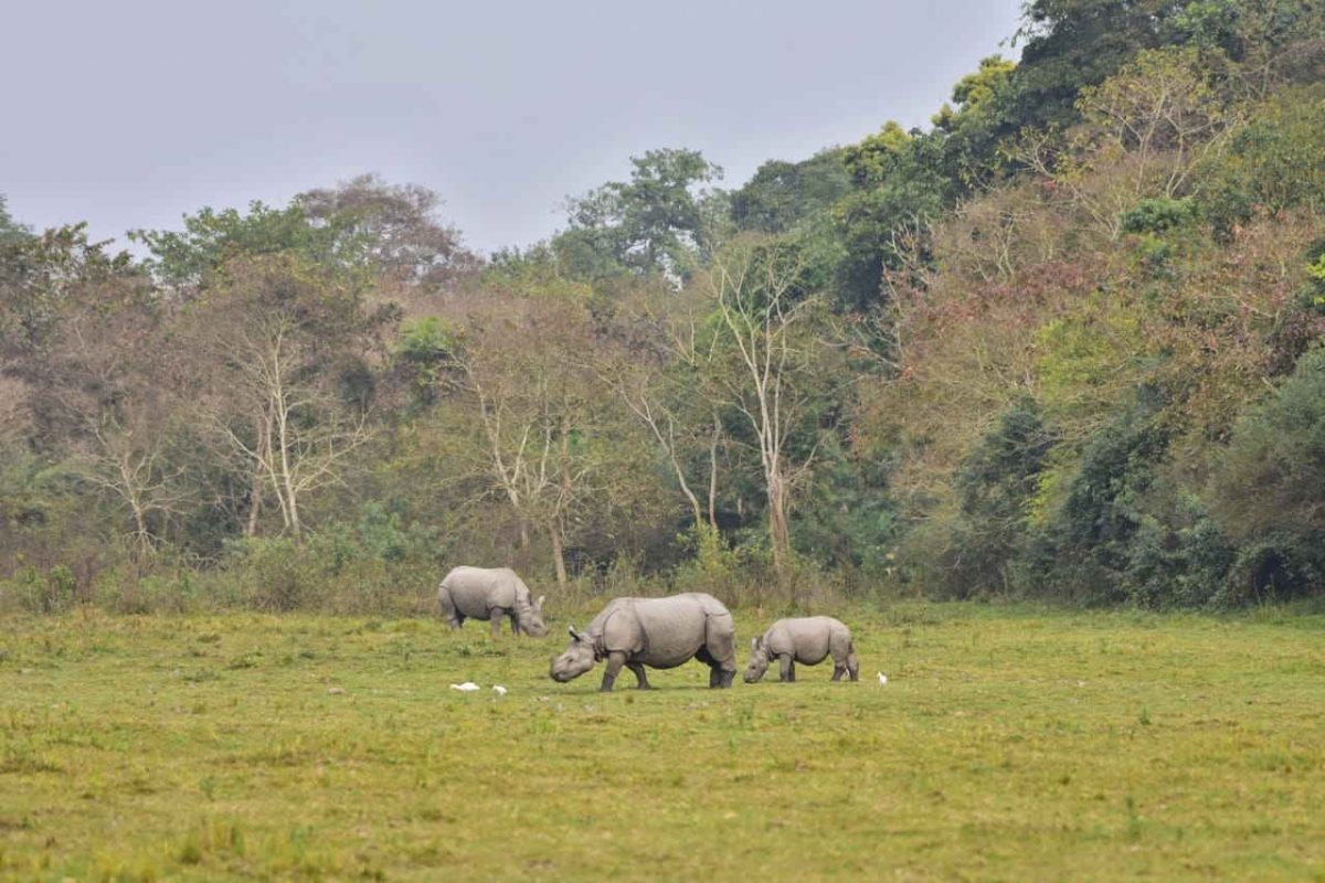 Nuclear science to help in preventing rhinoceros poaching