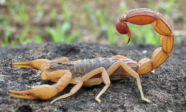 Deadly scorpions invade homes in Egypt’s Aswan city leaving 5 people dead and 500 injured