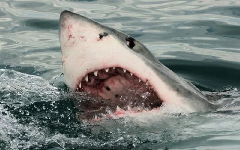 Sydney beaches closed as shark kills swimmer, first such death after 60 years in city